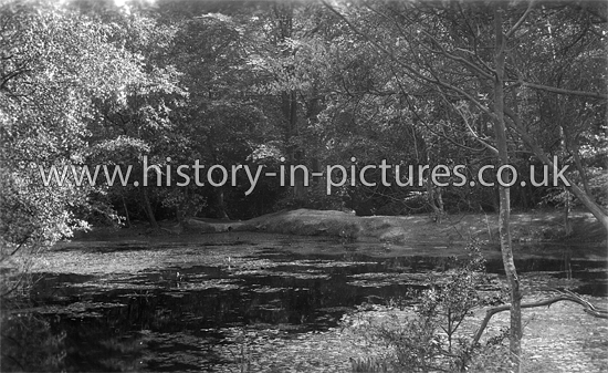 Pond in Epping Forest, Buckhurst Hill, Essex. c.1920's